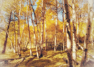 Golden Aspen Grove