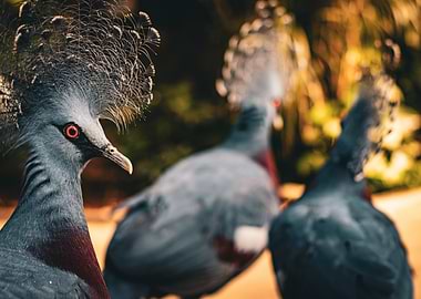Victoria Crowned Pigeon Close-up
