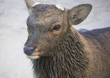 Close-up of a Deer