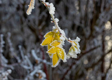 Frost-Covered Leaves