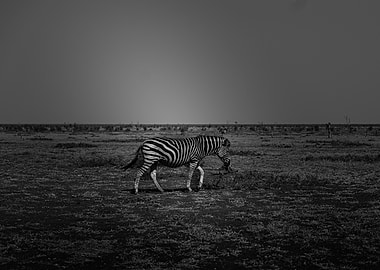 Zebra in the Savanna