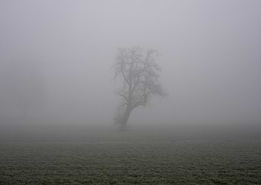 Lonely Tree in Fog