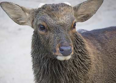 Close-up of a Deer