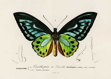 Ornithoptera Butterfly Illustration