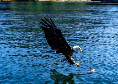 Bald Eagle Diving for Fish