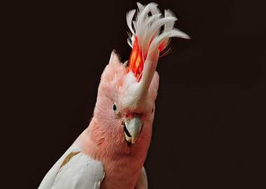 Pink Cockatoo Portrait