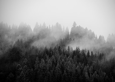 Misty Forest