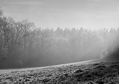 Misty Forest Landscape