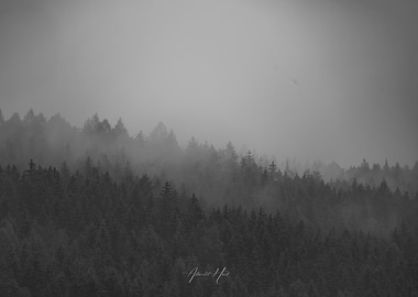 Misty Forest Landscape
