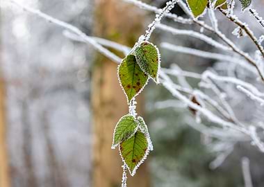 Frost-Covered Leaves