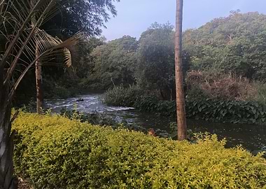 River in Lush Greenery