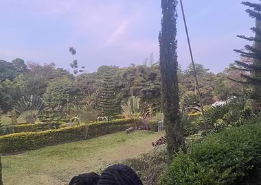 Green Garden View
