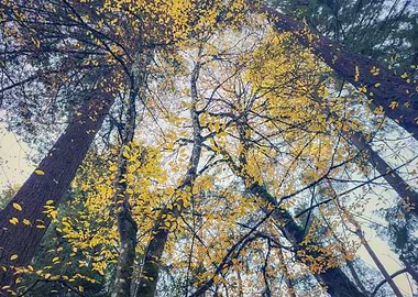 Autumn Forest Canopy