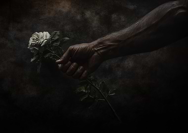 Male Hand Holding White Rose