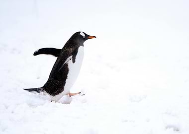 Penguin Waddling in Snow