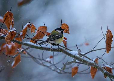 Great Tit on Snowy Branch