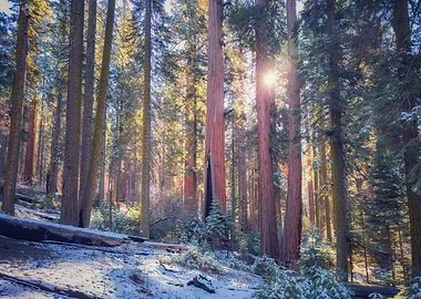 Sunlight Through Redwood Forest