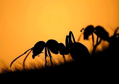 Ant Silhouette at Sunset