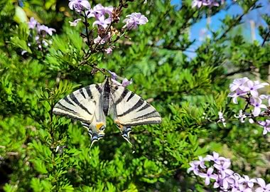 Butterfly on Lilac Bush