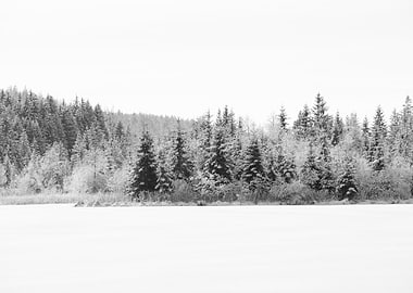 Snowy Pine Trees Dream 2