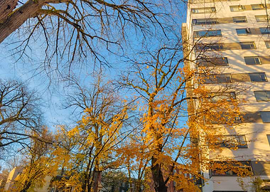 Autumn Trees and Building
