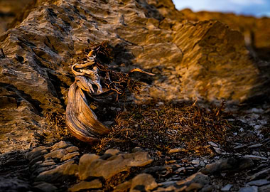 Twisted Tree on Rocks