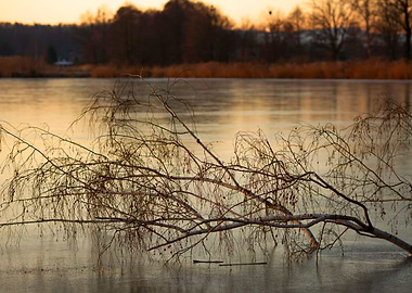 Bare Branches Over Water