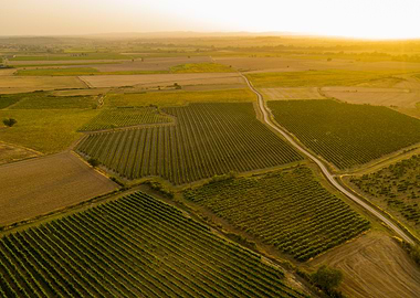 Vineyard Aerial View