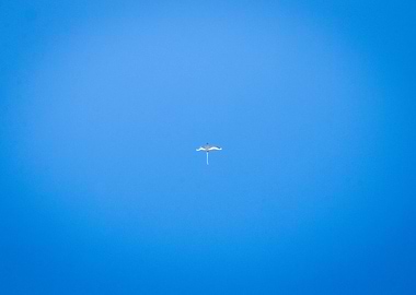 Bird in Blue Sky
