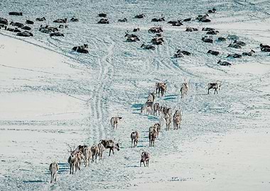 Reindeer Herd in Winter