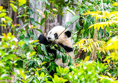 Panda Cub in Tree