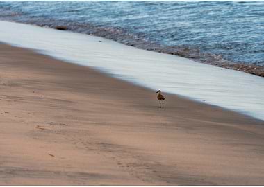 Shorebird on Sandy Beach