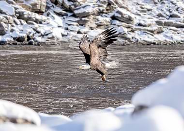 Bald Eagle Catches a Fish