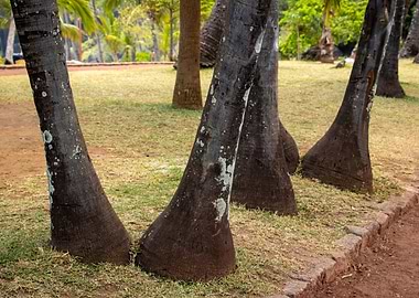 Palm Tree Trunks