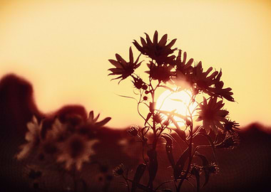 Sunset Amidst the Susans