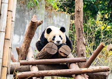 Panda Resting on Logs