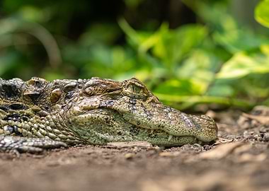 Close-up of a Crocodile
