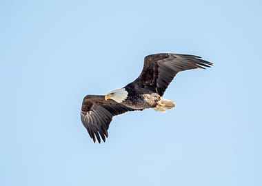 Bald Eagle in Flight