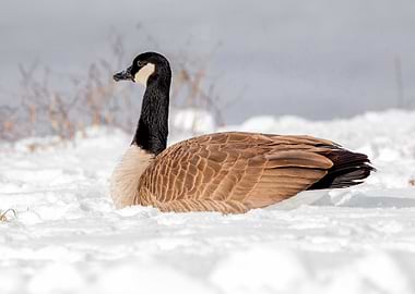 Canada Goose in Snow