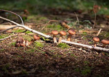 Mushrooms in Forrest 4
