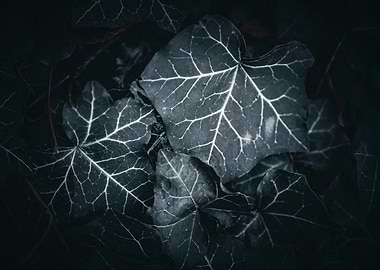Dark Ivy Leaves