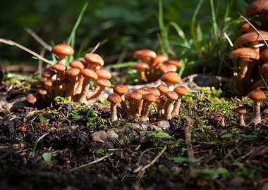 Mushrooms in Forest 3