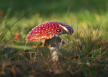 Mushroom in Grass