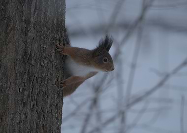 Svensk Ekorre(Swedish Squirrel)