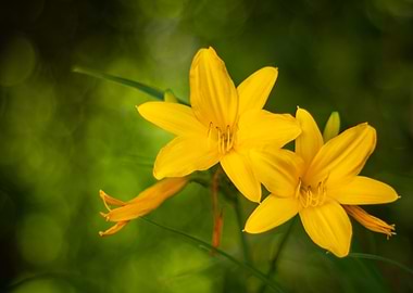 Yellow Lily Flowers