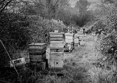 Beehives