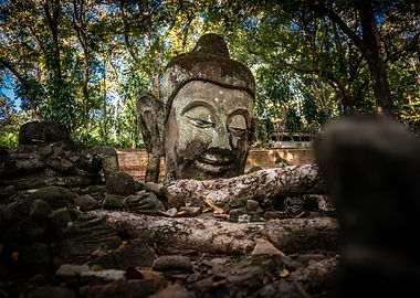 Buddha Head in Jungle