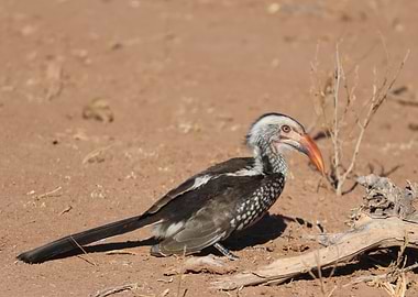 Red-billed Hornbill