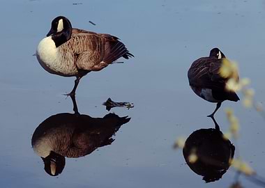 Two Geese on Water
