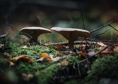 Mushrooms in Forest